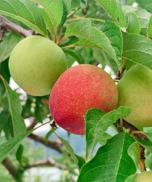 새콤달콤 후무사 자두 2kg(특/18과내외)